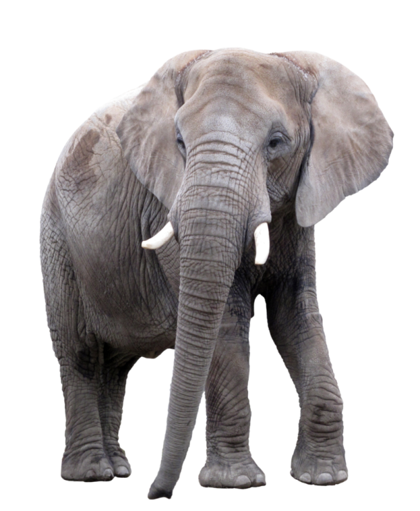 an elephant standing in front of a white background