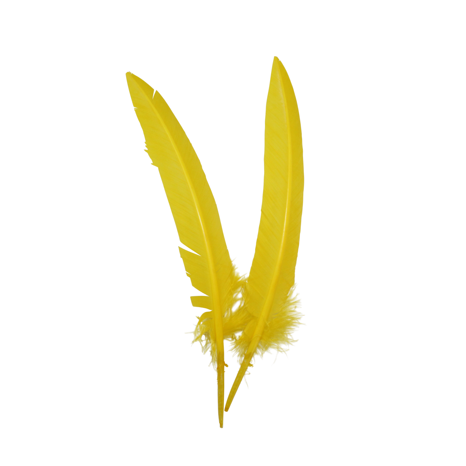 a yellow feather on a white background