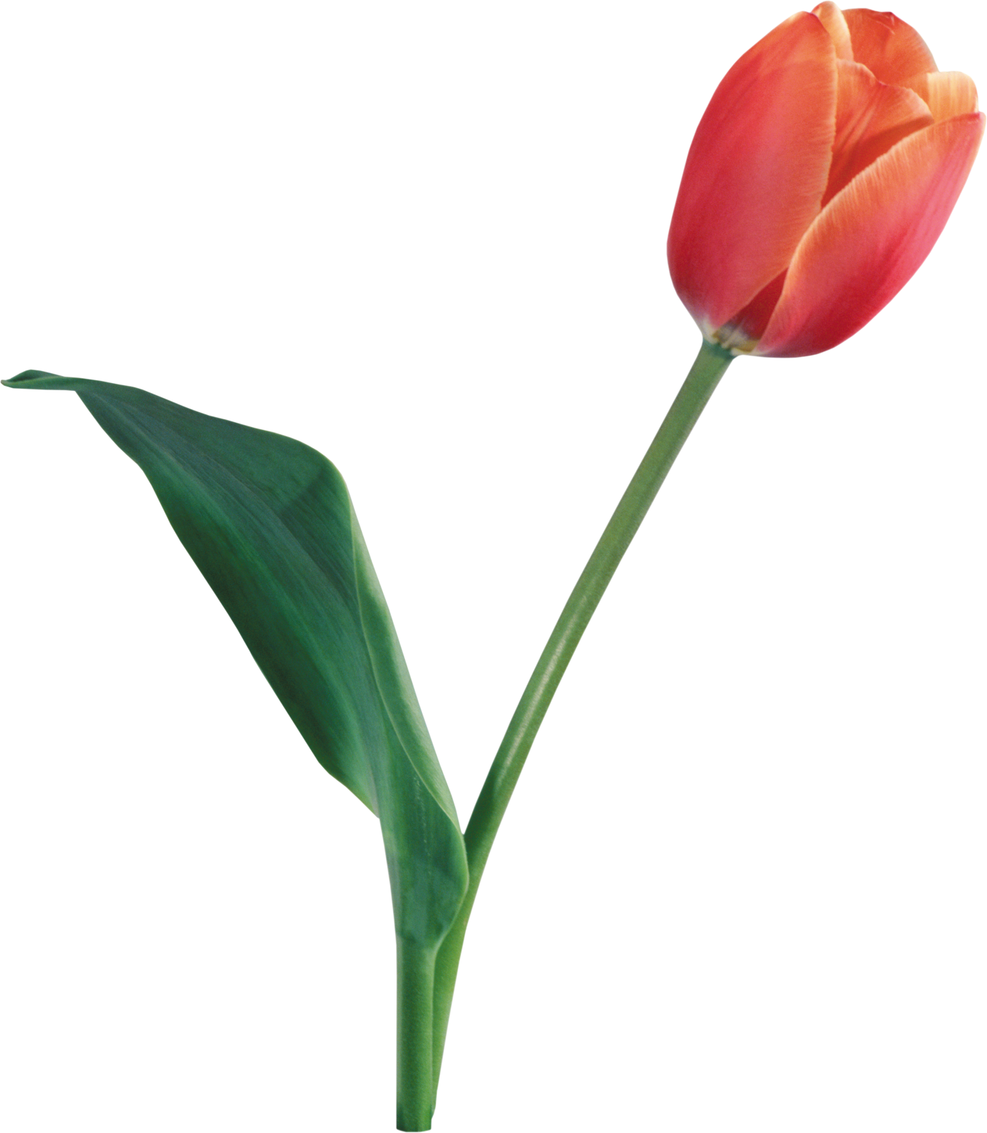 a single red tulip on a white background