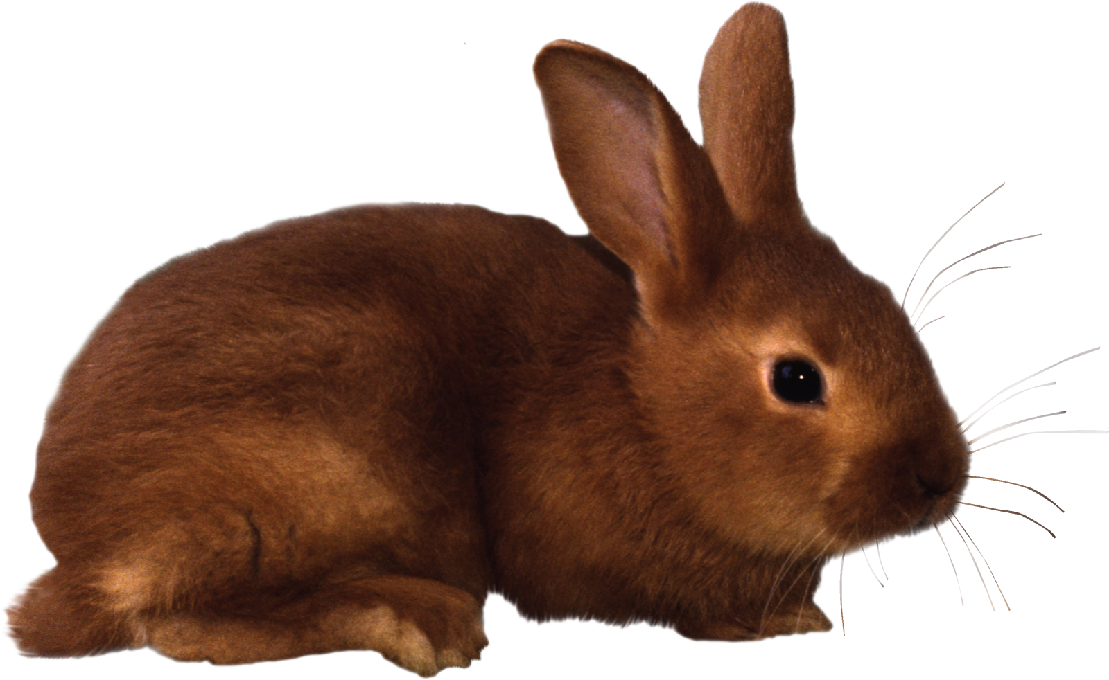 a brown rabbit laying down on a white surface