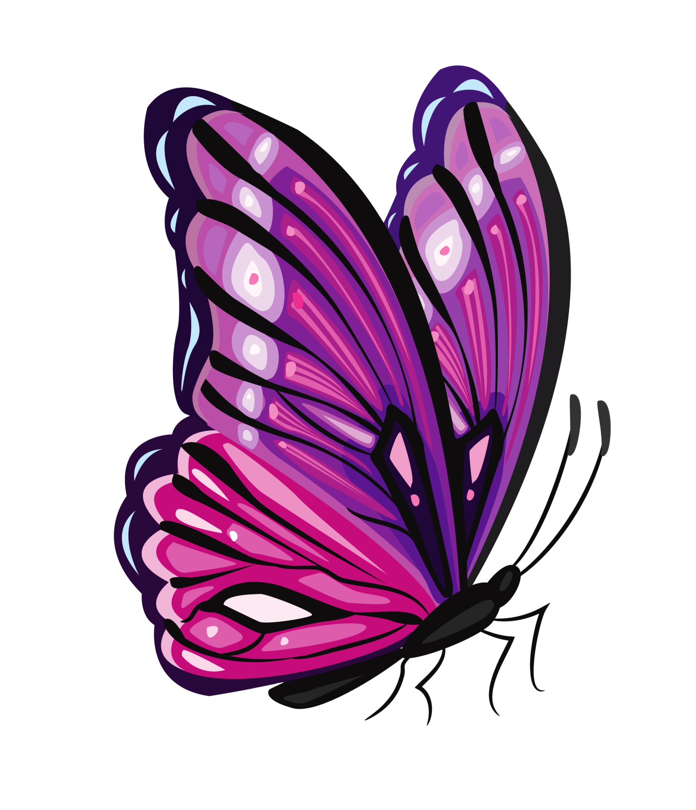 a purple butterfly on a white background