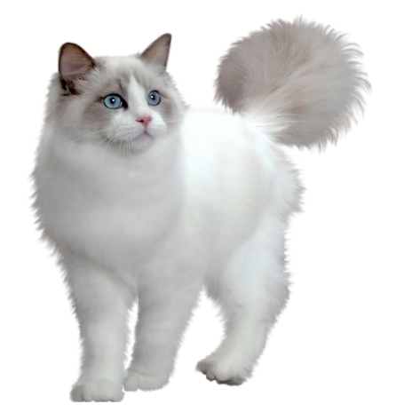 a white cat with blue eyes and tail