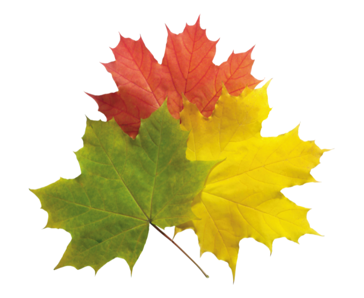 two maple leaves in different colors