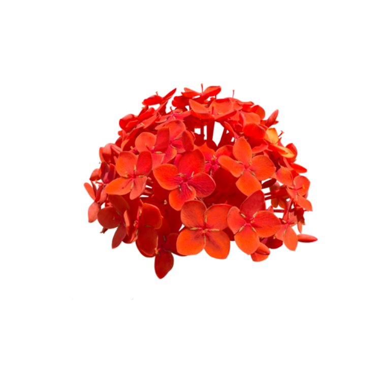 a bunch of red flowers on a white background