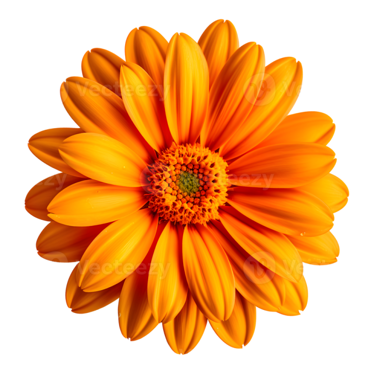 an orange flower on a white background