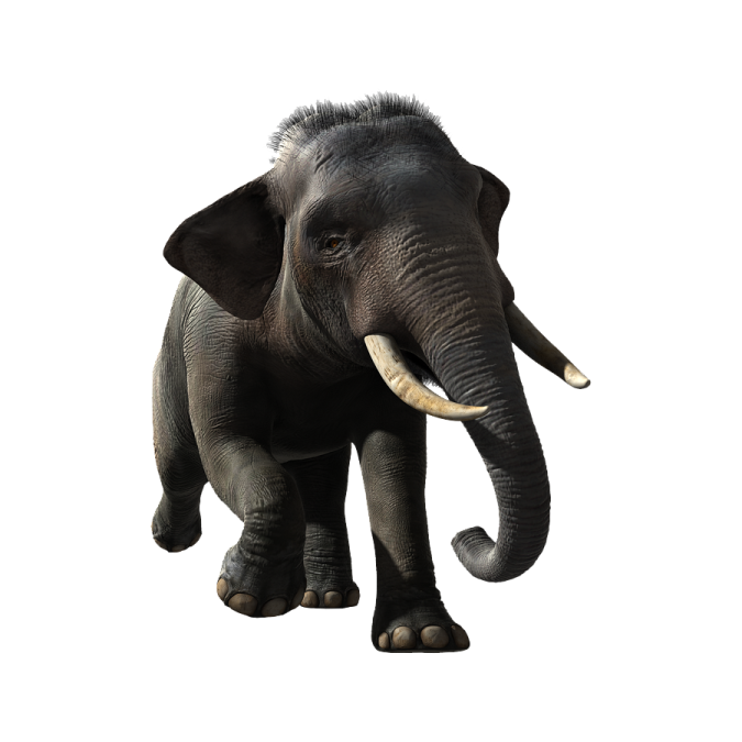 an elephant standing in front of a white background