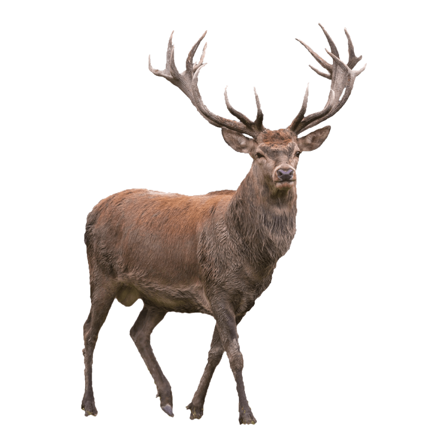 a red deer walking on a white background