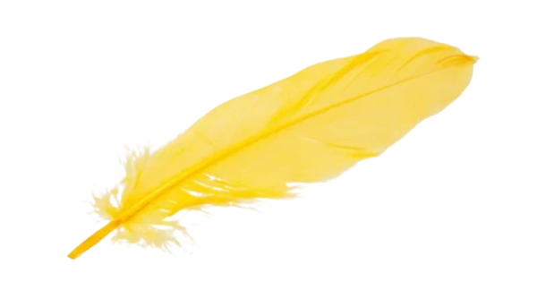 a yellow feather on a white background