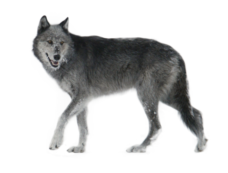 a wolf standing in front of a white background
