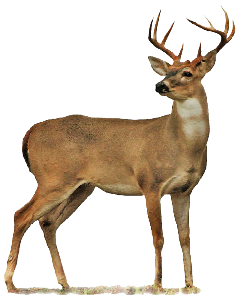 a deer standing in front of a white background