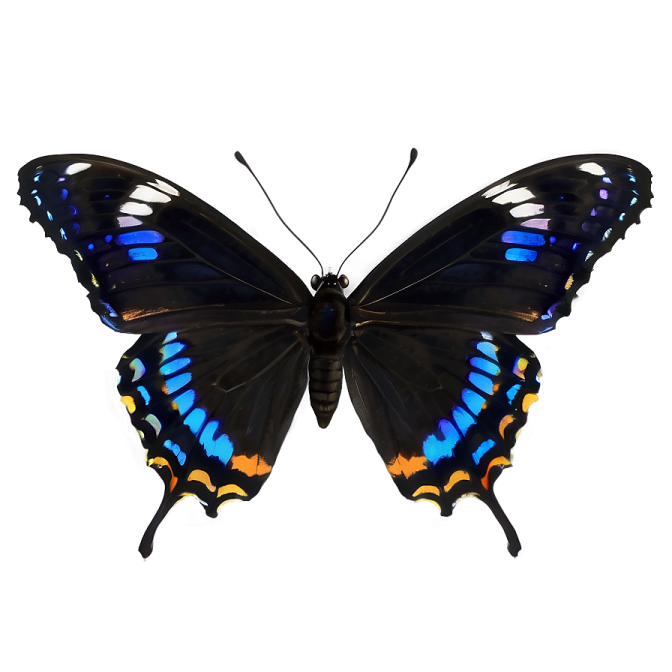 a black and blue butterfly on a white background