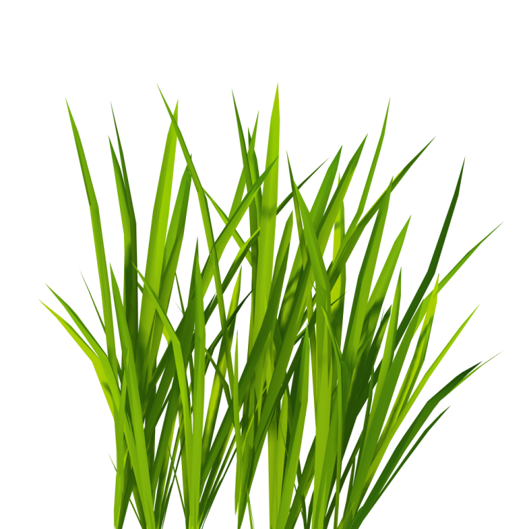 a bunch of grass on a white background