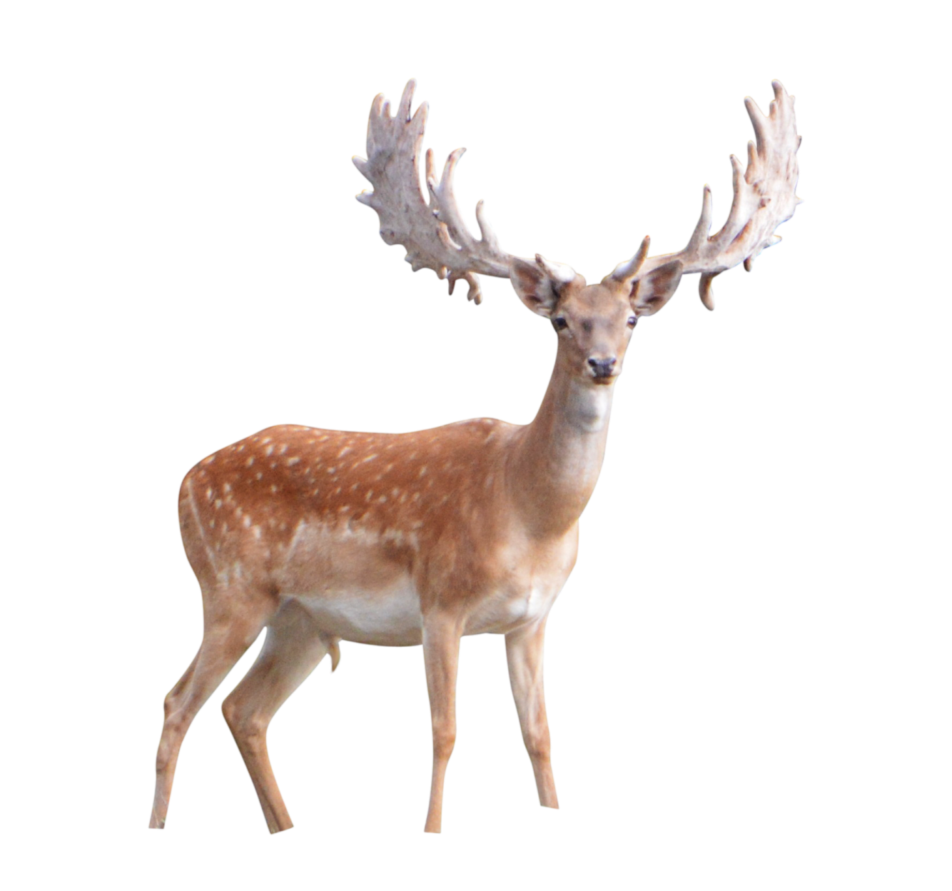 a deer standing in front of a white background
