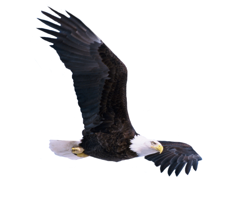 an eagle flying in the air with its wings spread