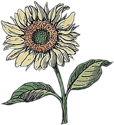 a drawing of a sunflower