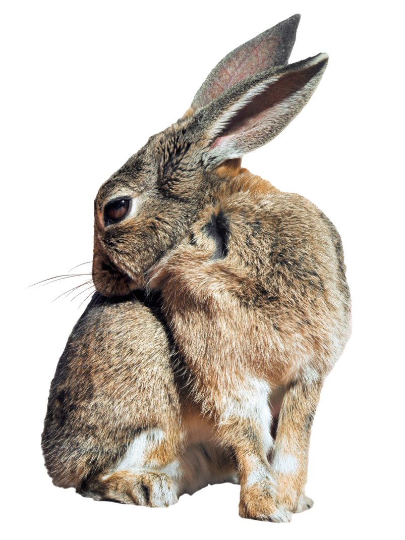 a brown rabbit sitting on top of a white surface