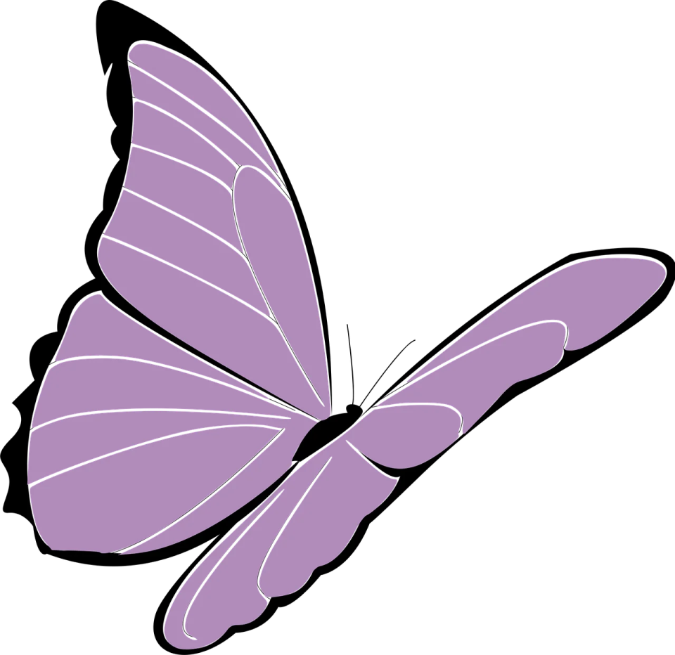 a purple butterfly on white background