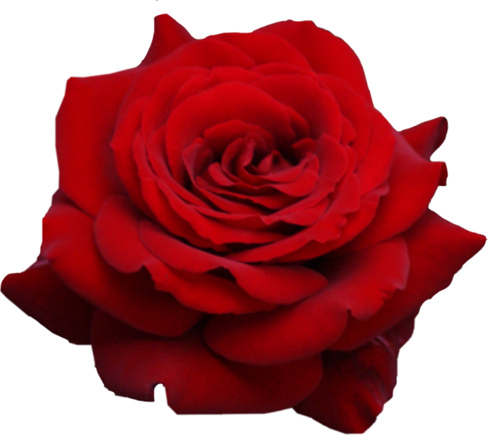 a red rose on a white background