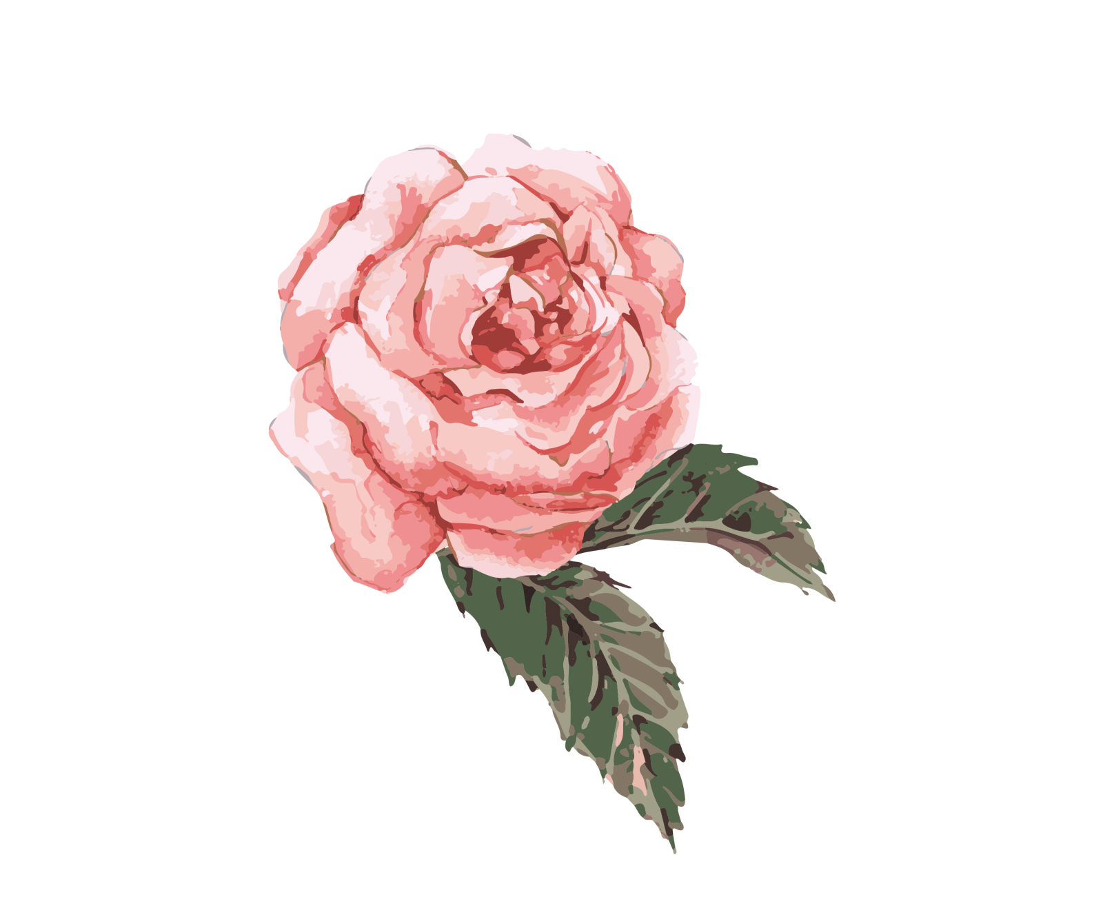 a pink rose on a white background