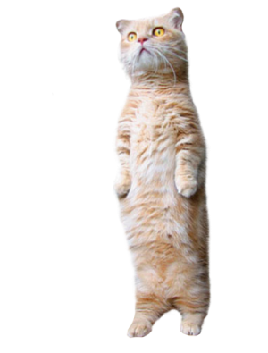 an orange cat standing on its hinds