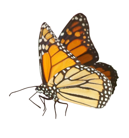 a monarch butterfly on a white background