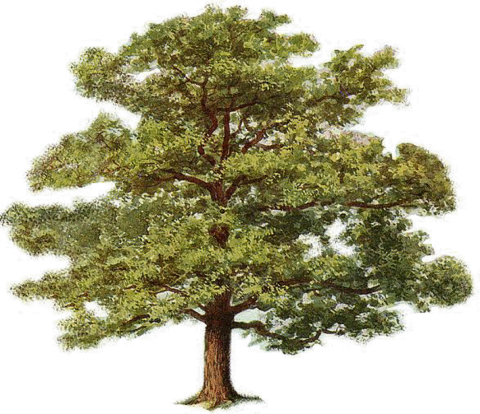 a drawing of a tree with green leaves