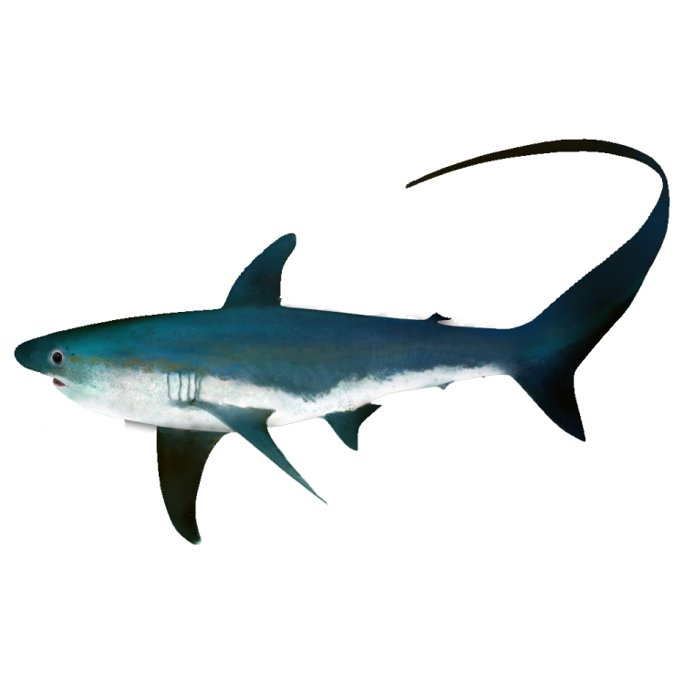 an illustration of a great white shark