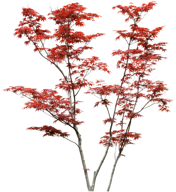 a red maple tree on a white background