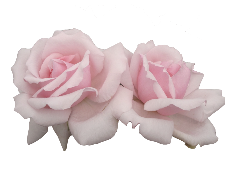 two pink roses on a white background