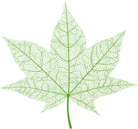 an image of a green leaf