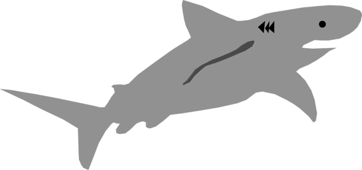a shark silhouetted on a white background