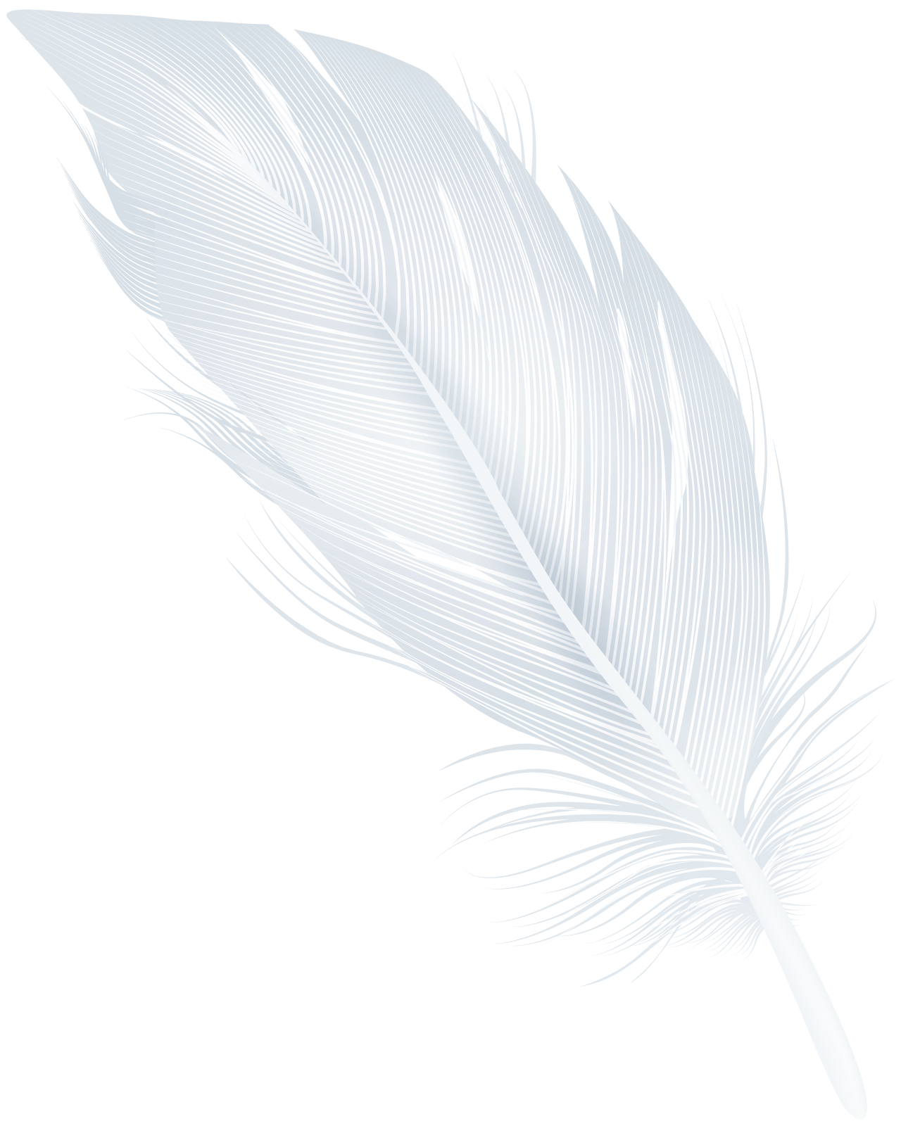a feather on a white background