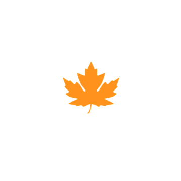 a maple leaf on a white background