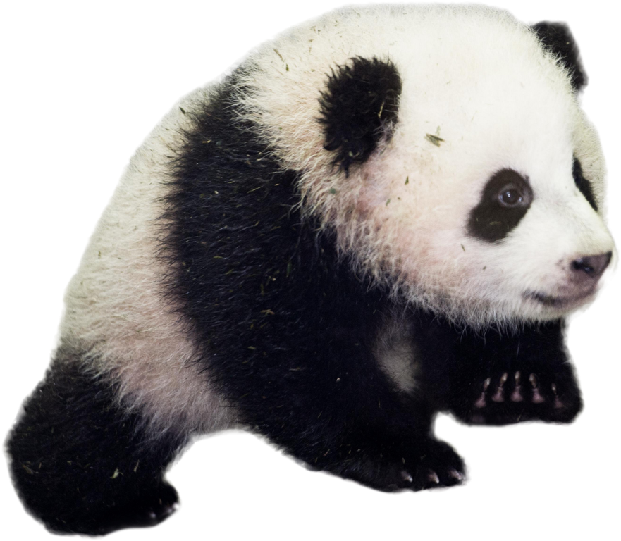 a black and white panda bear