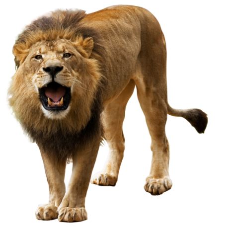 a lion with its mouth open walking towards the camera