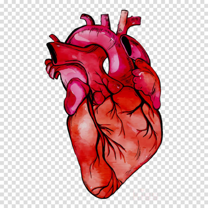 a red heart on a transparent background