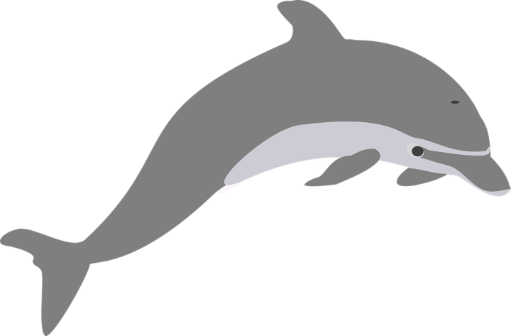 a dolphin jumping out of the water