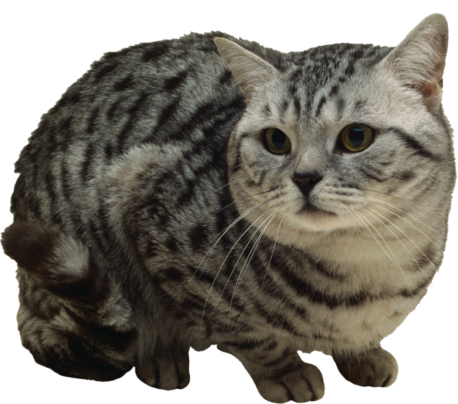 a close up of a cat on a white background