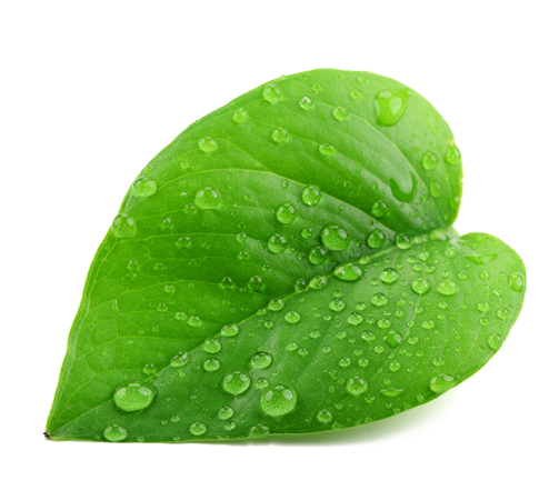 a leaf with water droplets on it