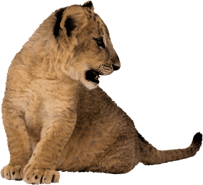 a lion cub sitting on the ground