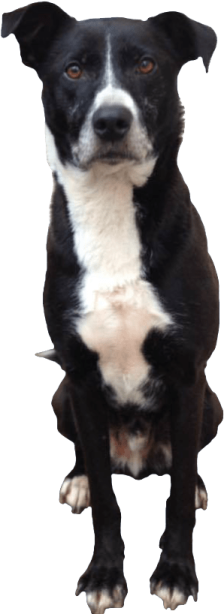 a black and white dog sitting on the ground