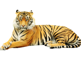 a tiger laying down on the ground