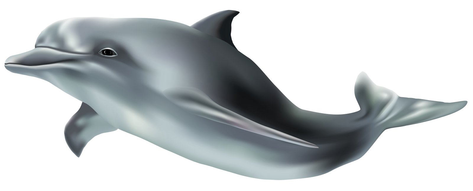 a dolphin jumping out of the water