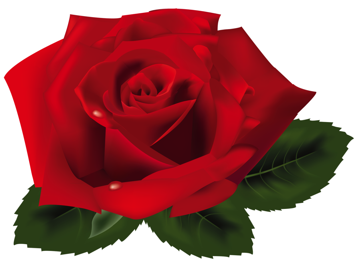 a red rose with green leaves