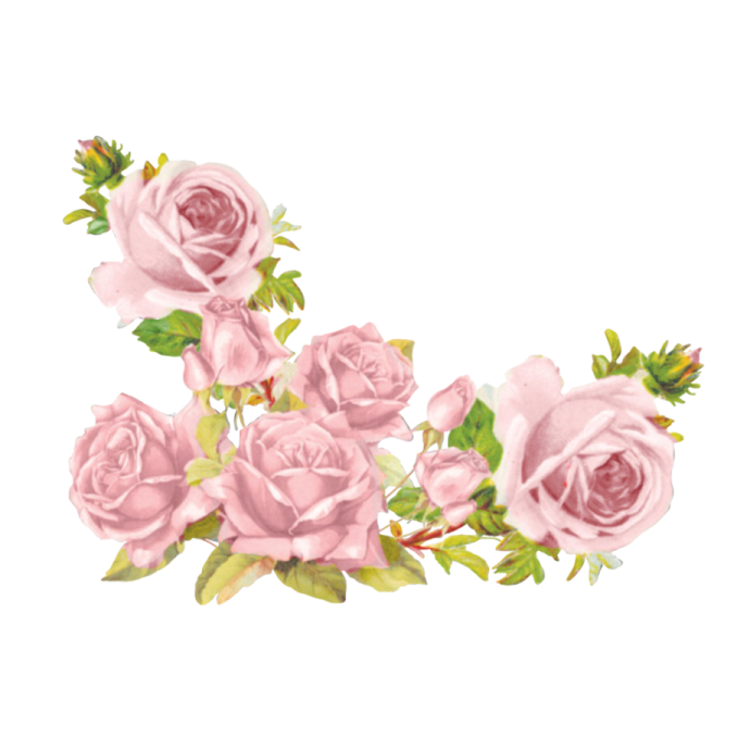 a bouquet of pink roses on a white background