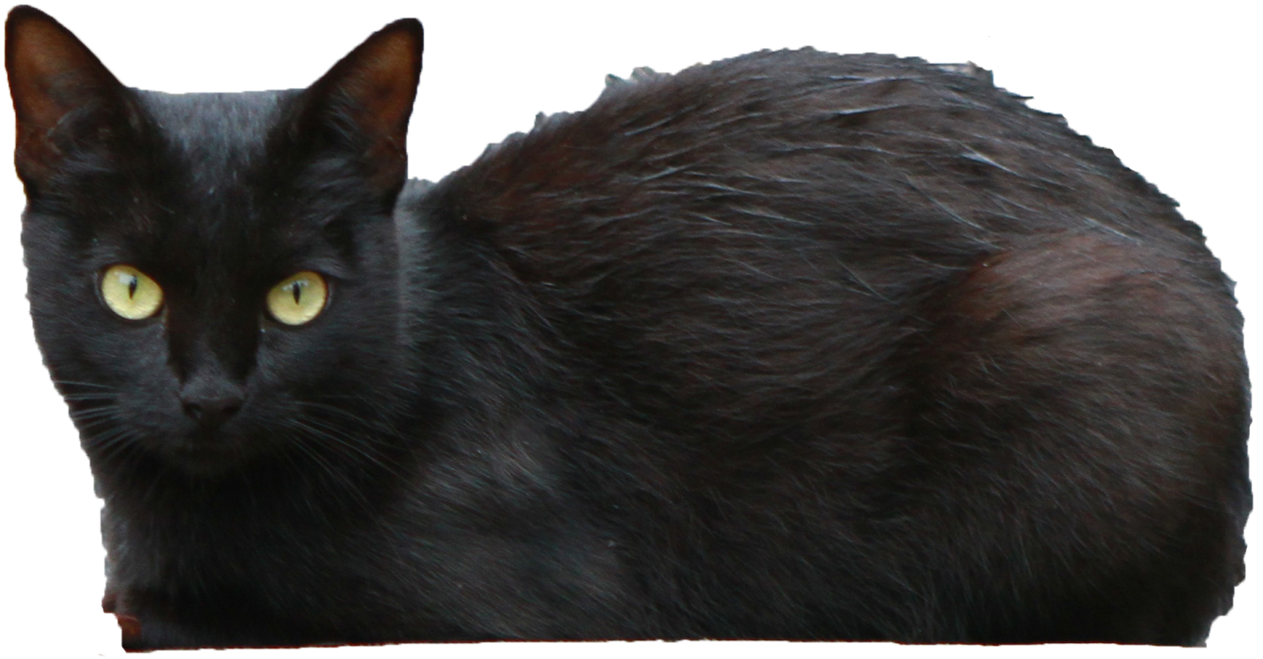 black cat with yellow eyes