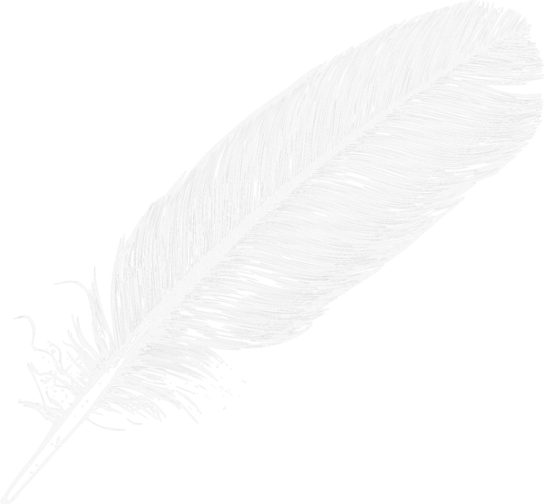 a feather on a white background