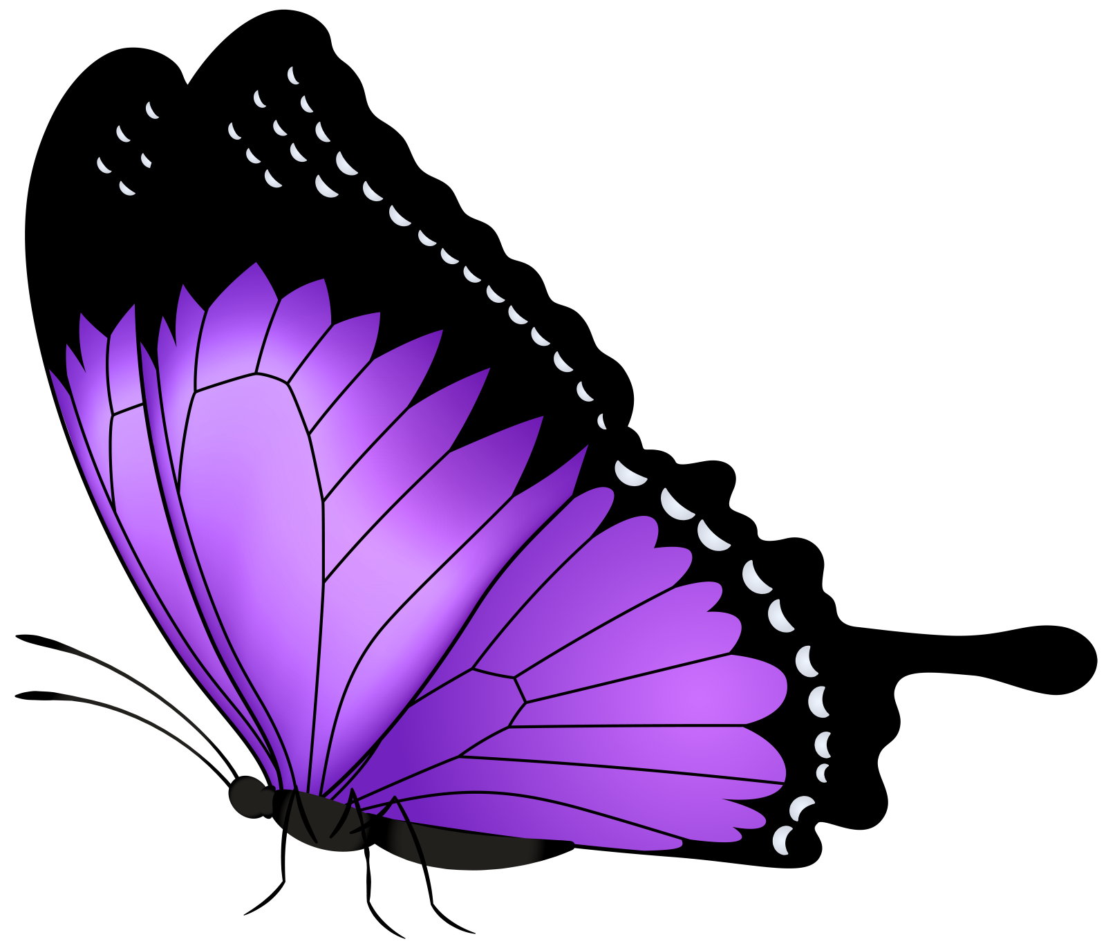 a purple butterfly on a white background