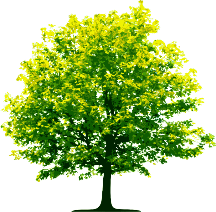 a tree with yellow leaves