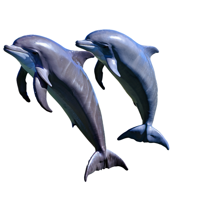 two dolphins jumping in the air